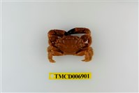 藏品(光輝瘤蟹)的圖片